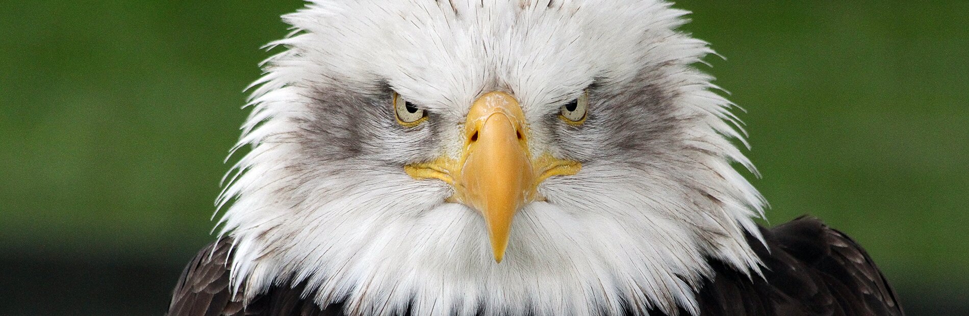 Intense Bald Eagle