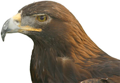 Golden Eagle Sideshot