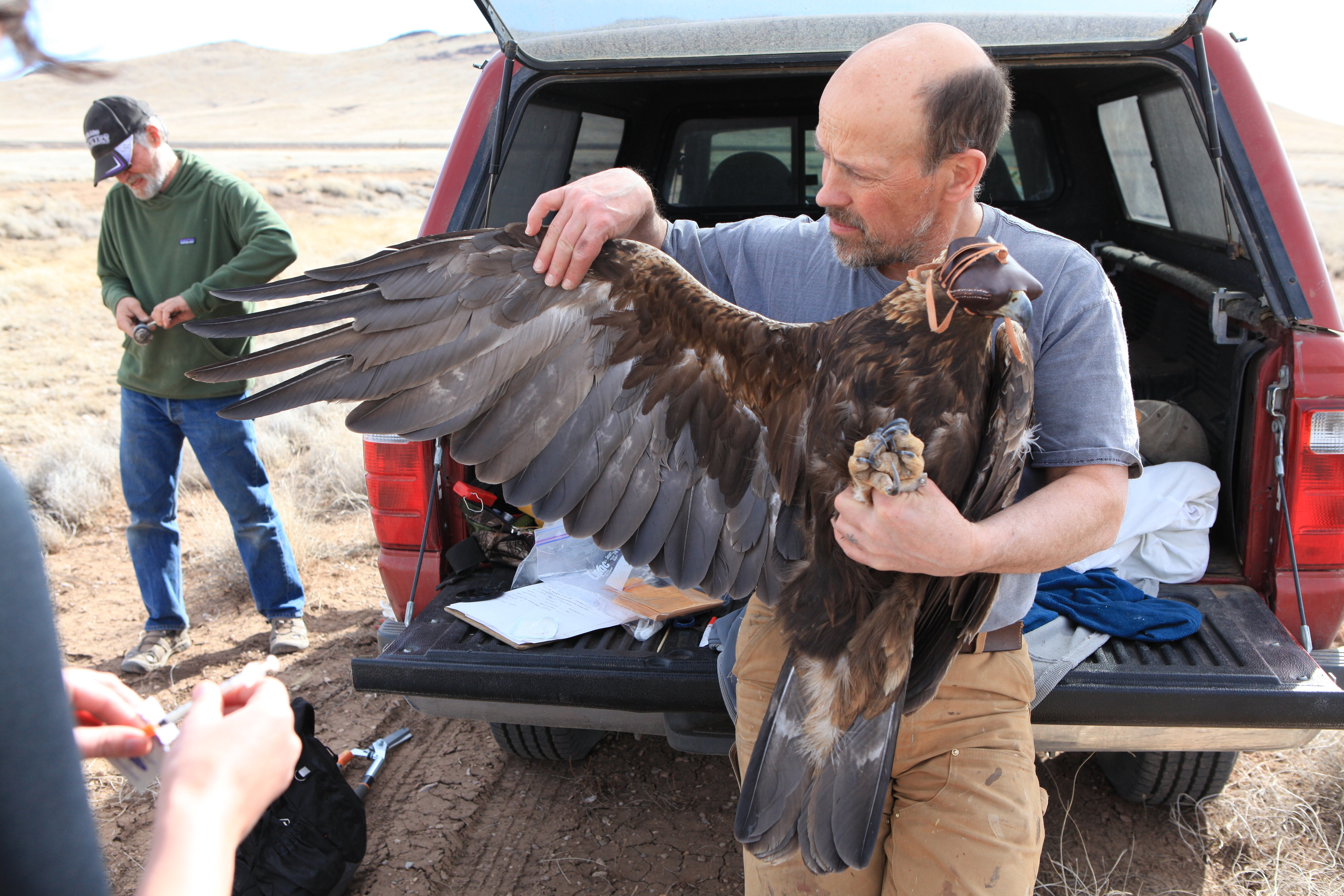 Man Measuring Wingspan of Golden Eagle Thumbnail Image