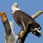 A Bald Eagle Perched On A Roof Thumbnail Image