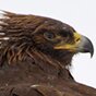 A Side Shot of a Golden Eagle