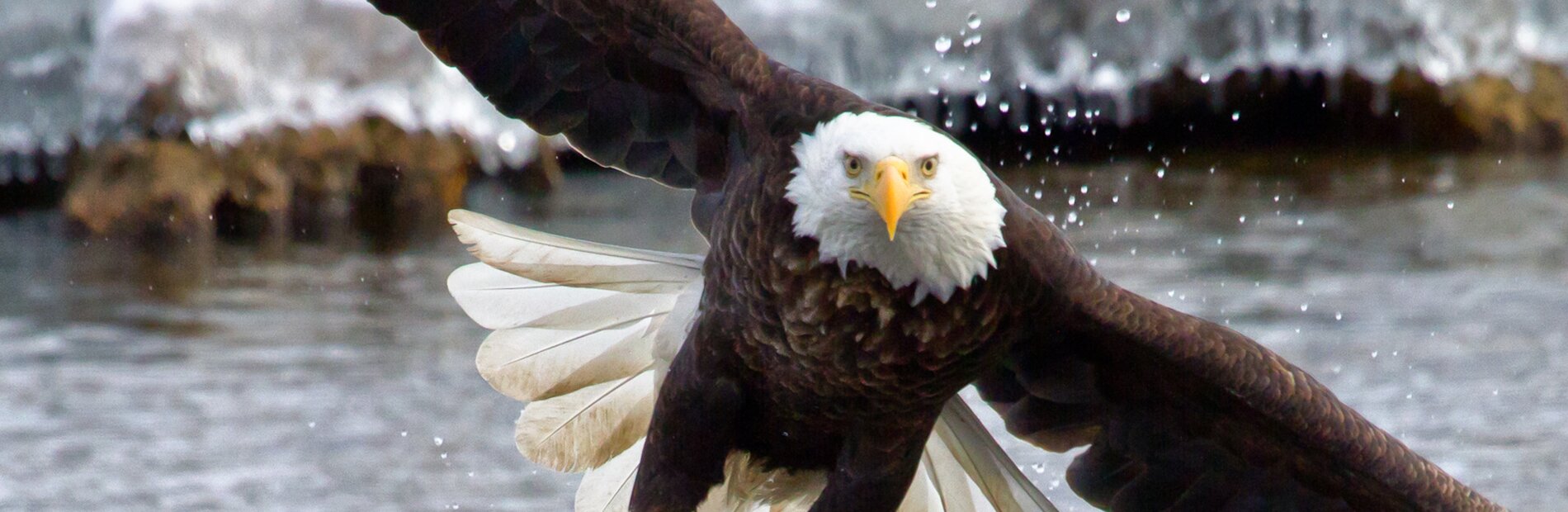 Bald Eagle Flying Over Water