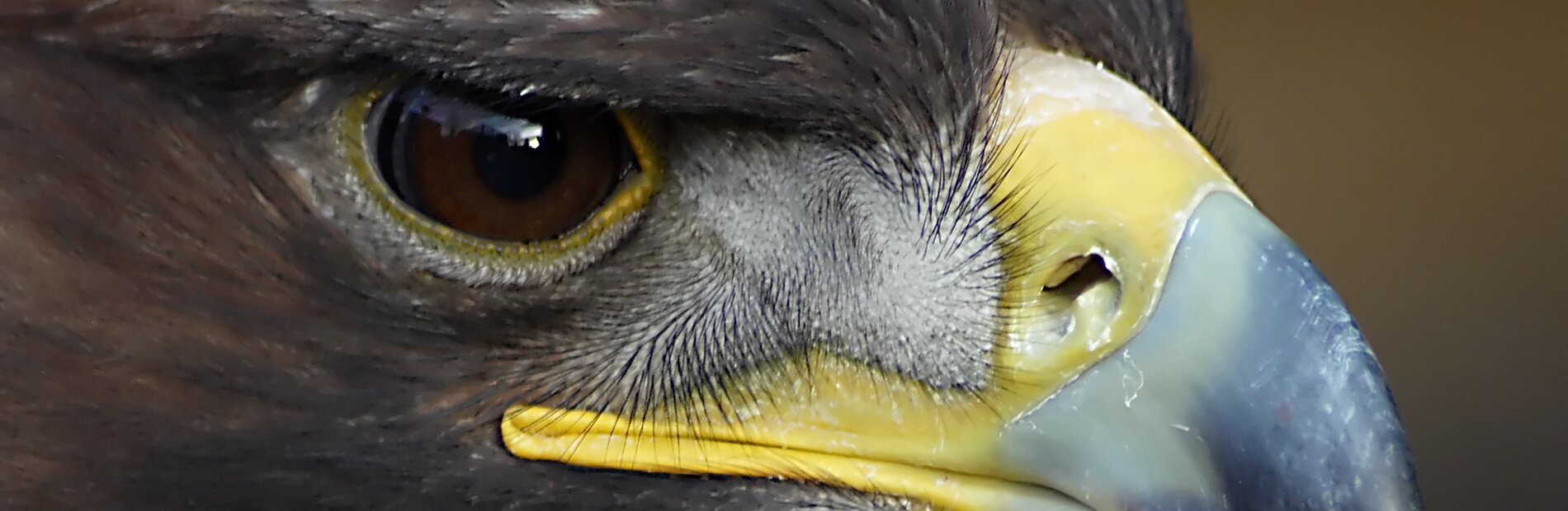 Golden Eagle Close up
