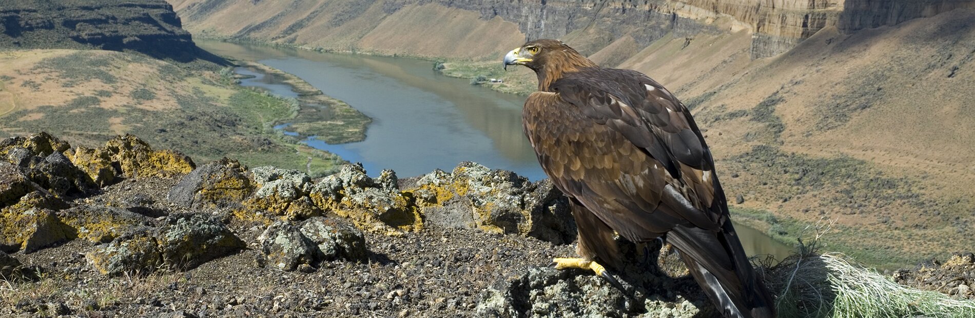 Golden Eagle Perched On Cliff