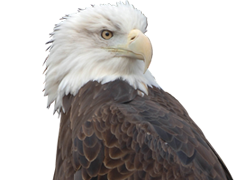 Bald Eagle Closeup