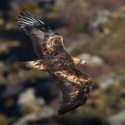 Golden Eagle Soaring