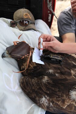 Image of research being conducted on a golden eagle