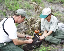 Two researchers tagging a golden eagle