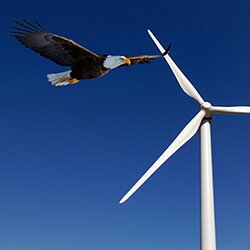 Bald Eagle Flying Near Turbines